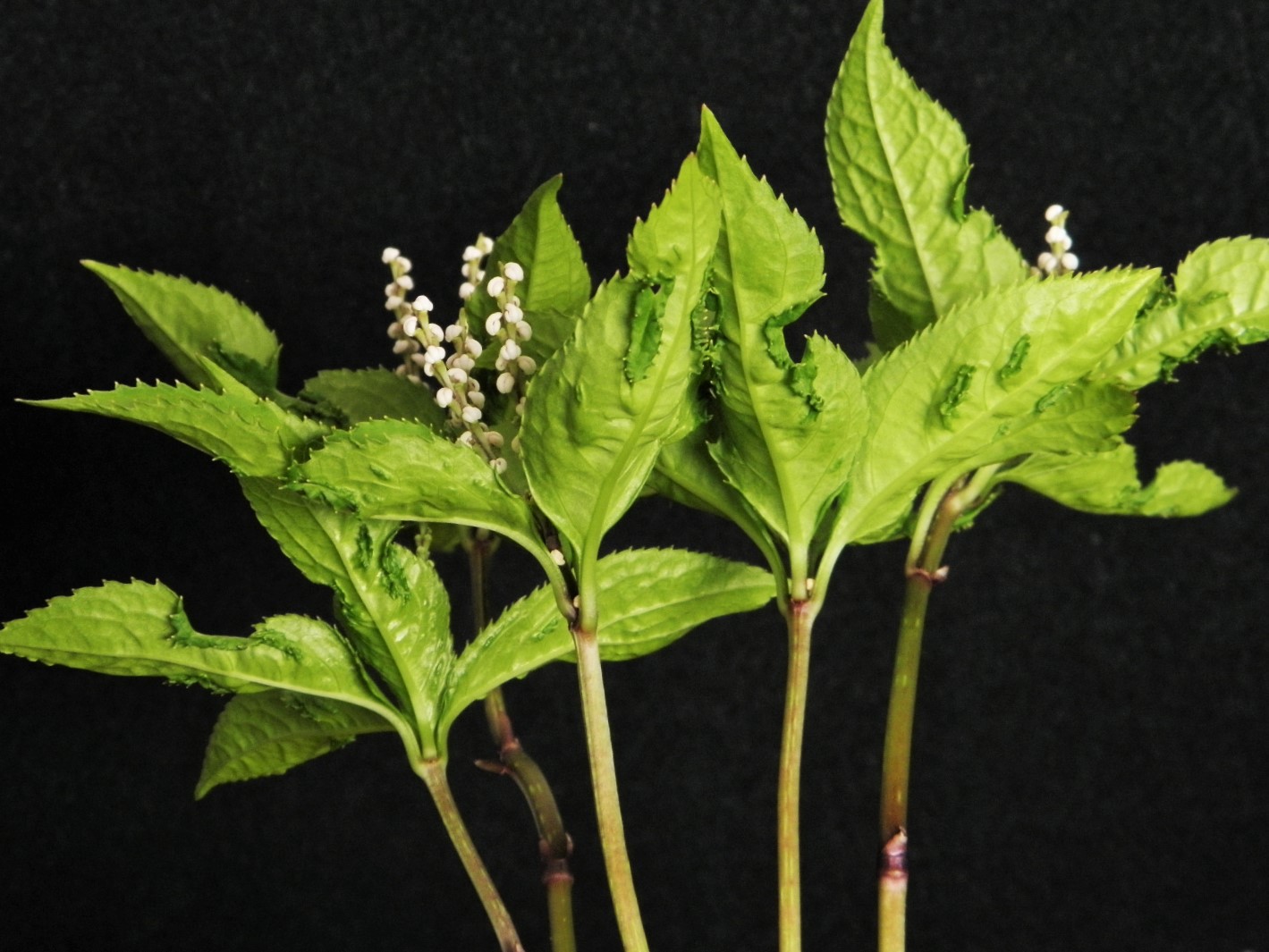 楽天市場】【ヒトリシズカ】 袋詰め宿根草 （1株入） （植え付け時期3