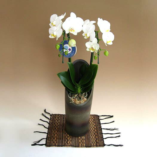 楽天市場】胡蝶蘭♪ファレノプシス・マイヴィヴィアン2.5号【鉢花