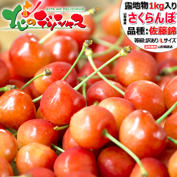 【予約】 山形県産 ご家庭用 さくらんぼ 佐藤錦 1kg (訳あり/Lサイズ/ばら詰め/産地箱/常温便) <BR><BR>旬 露地 わけあり サクランボ バラ詰め 自宅用 家庭用 おうち用 お得 最安値に挑戦 食べ放題 果物 フルーツ 山形県 東根市 産地直送 送料無料 お取り寄せ