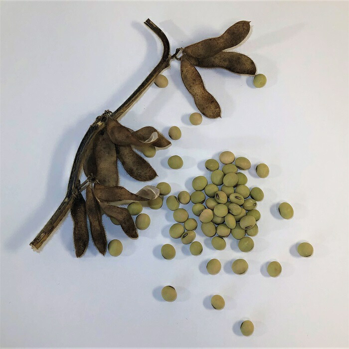 【ミズクグリ 純-L４kg】 滋賀県 在来大豆 自然栽培継続 農薬不使用 化学肥料不使用 有機肥料不使用 煮豆が甘くて美味しい