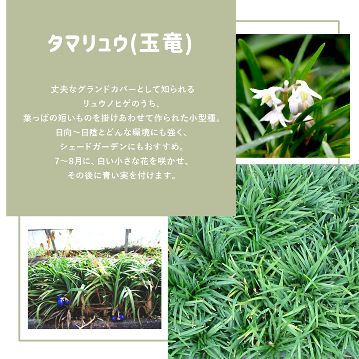 市場 1000円クーポン付 マット 植物 0 5平米 25cm 25cm マットプランツ 8枚 花 タマリュウ