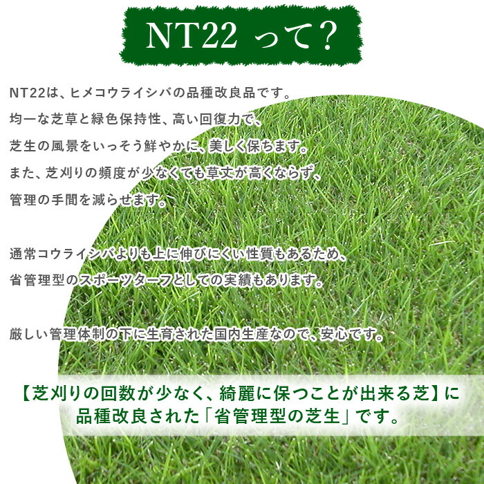 1000円クーポン付 クール便出荷 暑さ対策 天然芝 鹿児島産 Nt22 高麗芝 2平米分 高級天然芝 ソッド 省管理 Nittosekko
