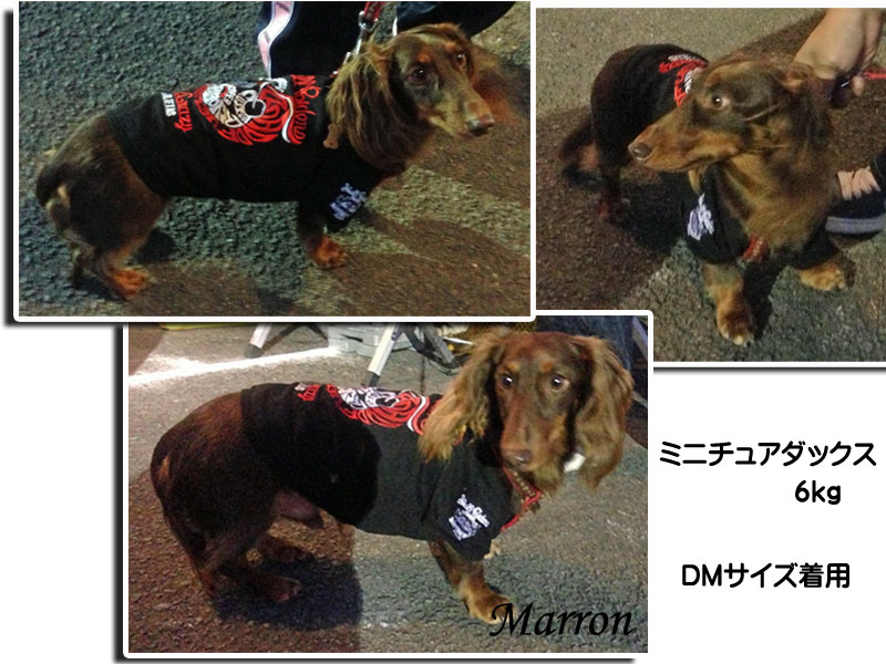 犬用刺繍tシャツ ダックスm スカル ライダー 犬 服 犬 洋服 バイク チョッパー