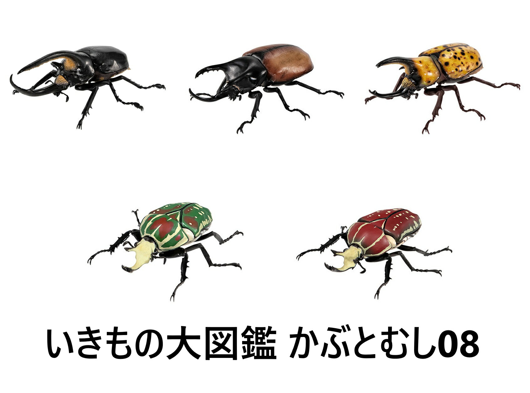 楽天市場】いきもの大図鑑 かぶとむし02 昆虫 ミニチュア グッズ