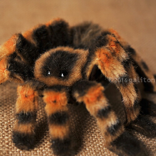 .cute!! / タランチュラ 楽天市場】タランチュラ ケーセン KOSEN 22cm Aggi tarantula