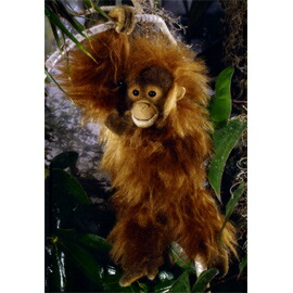 楽天市場】ケーセン Koesen ぬいぐるみ ゴリラの子 GORILLA