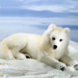 楽天市場】ケーセン ぬいぐるみ Kosen ホッキョクオオカミ（立ち