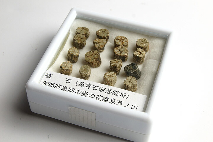 桜石 京都府亀岡市産 天然記念物指定