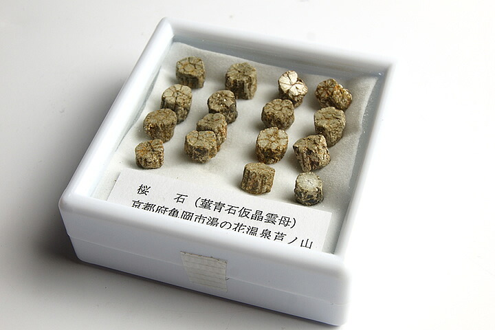 桜石 京都府亀岡市産 天然記念物指定