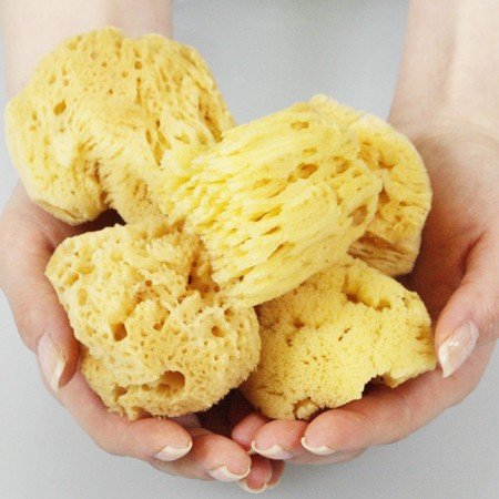 海綿 77 Off エーゲ海産 天然 スポンジ 最高級品 5個セット フェイス用
