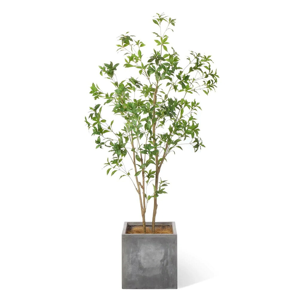 アセビ キューブプランター 高さ215cm フェイクグリーン（観葉植物 フェイク 人工観葉植物 インテリアグリーン フロアグリーン リアル おしゃれ) 56,100円