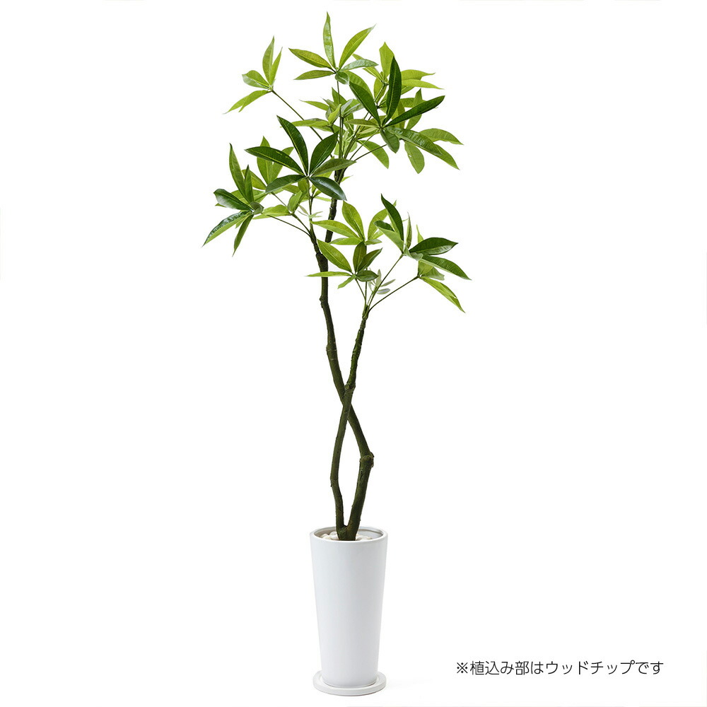 観葉植物 フェイクグリーン オフィスグリーン パキラ 開業祝い 開店 リアル 開業 出店祝い エントランス インテリア ギフト 玄関 高さ165cm リビング 贈り物 プレゼント 開店祝い 出店祝い 引っ越し祝い 移転祝い 開業祝い フロアグリーン グリーン 立ち木 人工植物 木 観葉植物 フェイクグリーン オフィスグリーン パキラ 開業祝い 開店 リアル 開業 出店祝い エントランス インテリア ギフト 玄関 高さ165cm リビング 贈り物 プレゼント 開店祝い 出店祝い 引っ越し祝い 移転祝い 開業祝い フロアグリーン グリーン 立ち木 人工植物 木