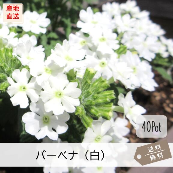 宿根バーベナ（テネラ）【白花　40Potセット】 花苗　グランドカバー　宿根草　（送料無料）