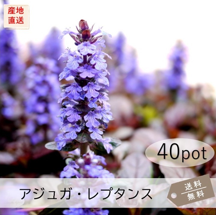 アジュガプラグ苗5種100本 アジュガプラグ苗5種100本 アジュガプラグ苗5種100本 アジュガプラグ