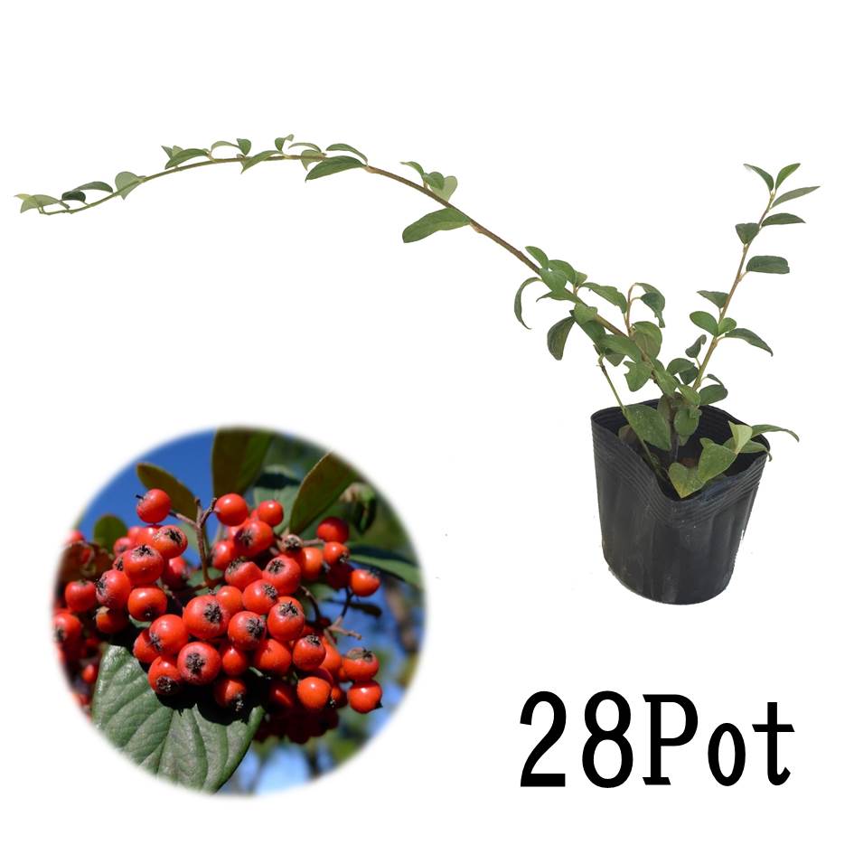 枝を長く伸ばします 和風のお庭にも ガーデニング 農業 コトネアスター オータムファイヤー28potセット 306円 Pot 送料無料 グランドカバー 苗 常緑 下草 赤実 ガーデニング つる 紅葉 お台場ガーデンクラブ 苗物 花の苗物 秋に色づく赤い実がキレイ