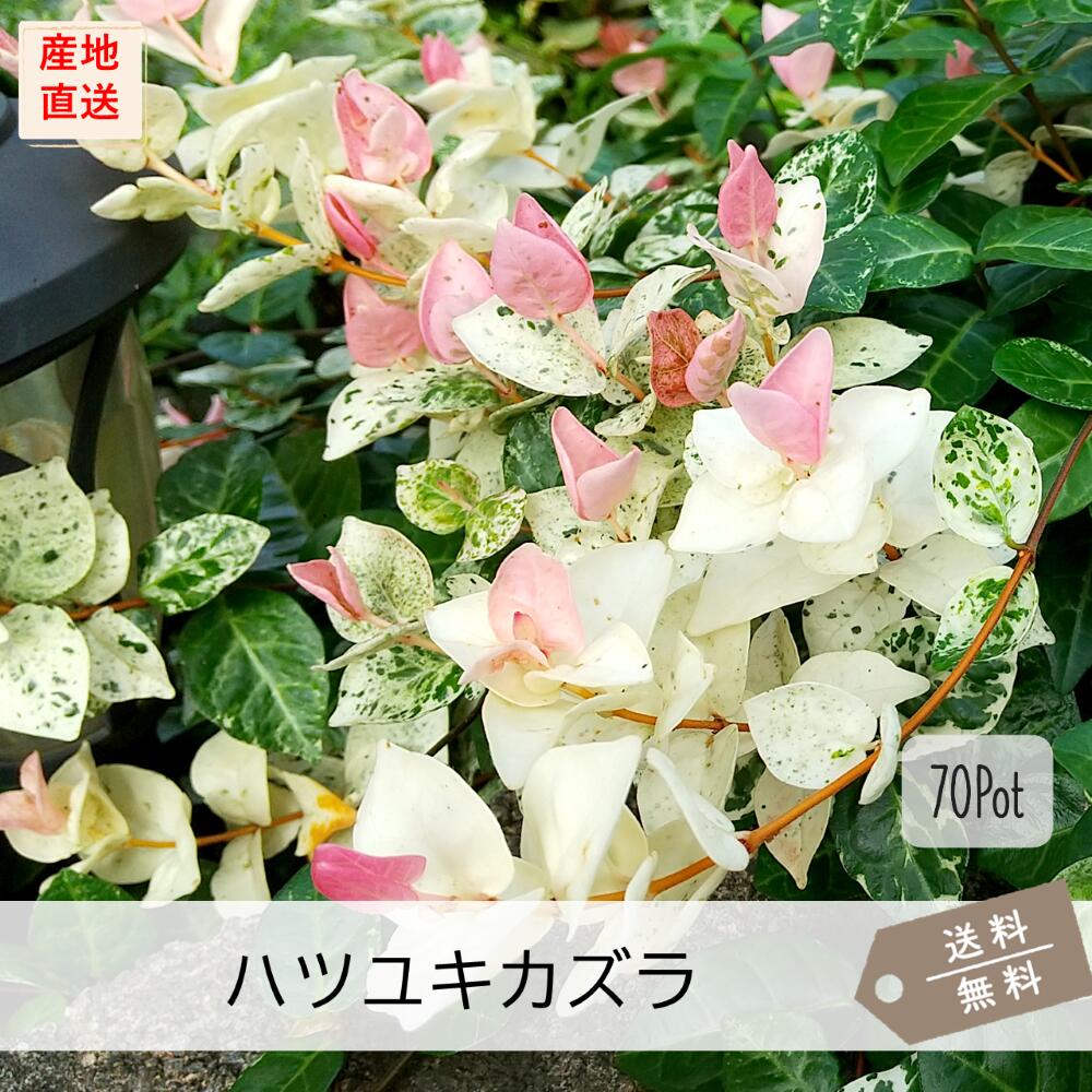ハツユキカズラ（初雪カズラ）70Pot仕掛ける（貨物輸送無料）花苗 色合い岩礁 サクラ色葉 寄せ植え ガーデニング