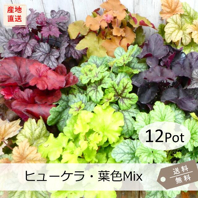 ヒューケラ・葉色Mix（ツボサンゴ）12Pot書き割り（貨物輸送無料） 苗 競技場取りまかなう 宿根草 色合い岩礁 常緑