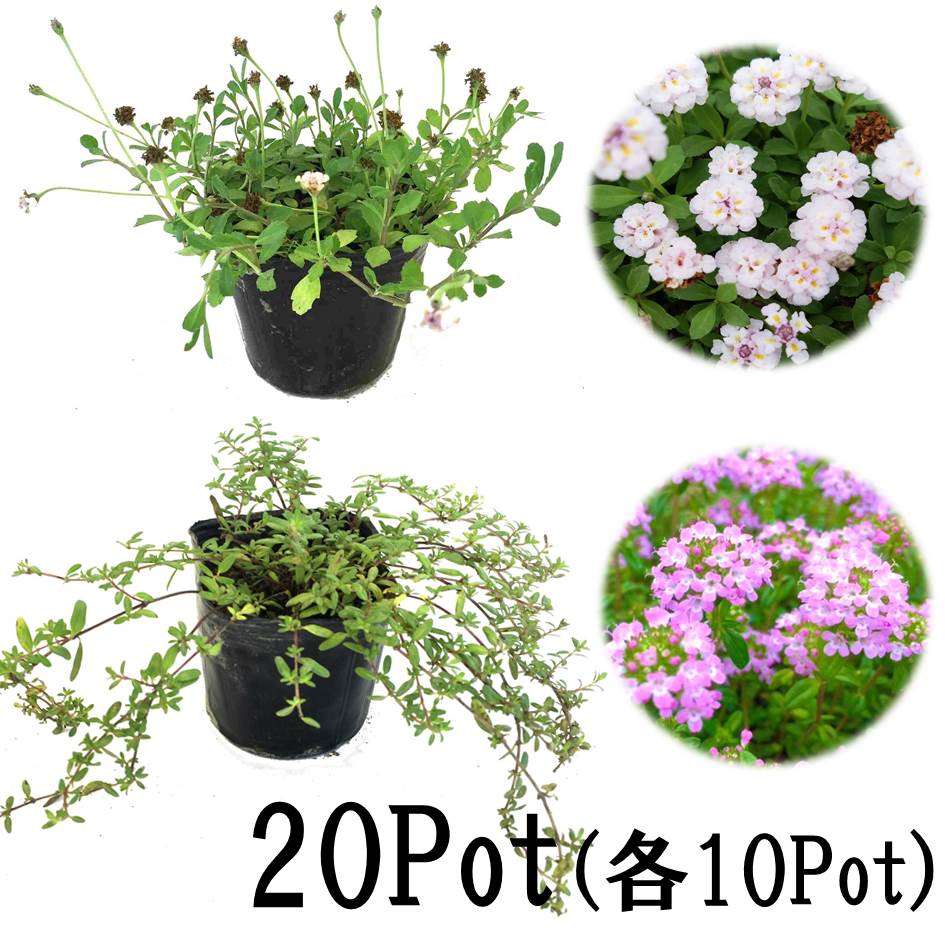 楽天市場】アジュガ・レプタンス10Potセット（255円/Pot・送料無料）花苗 紫花 イングリッシュガーデン 日陰 下草 グランドカバー 寄せ植え  : お台場ガーデンクラブ