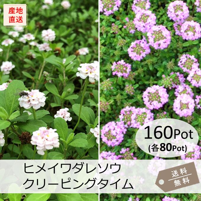ヒメイワダレソウ・クリーピングタイム160Potセット(各80Pot)リピア　ロンギカウリス　雑草対策　グランドカバー　苗　ハーブ【画像は現状の様子ではありません！】｜お台場ガーデンクラブ