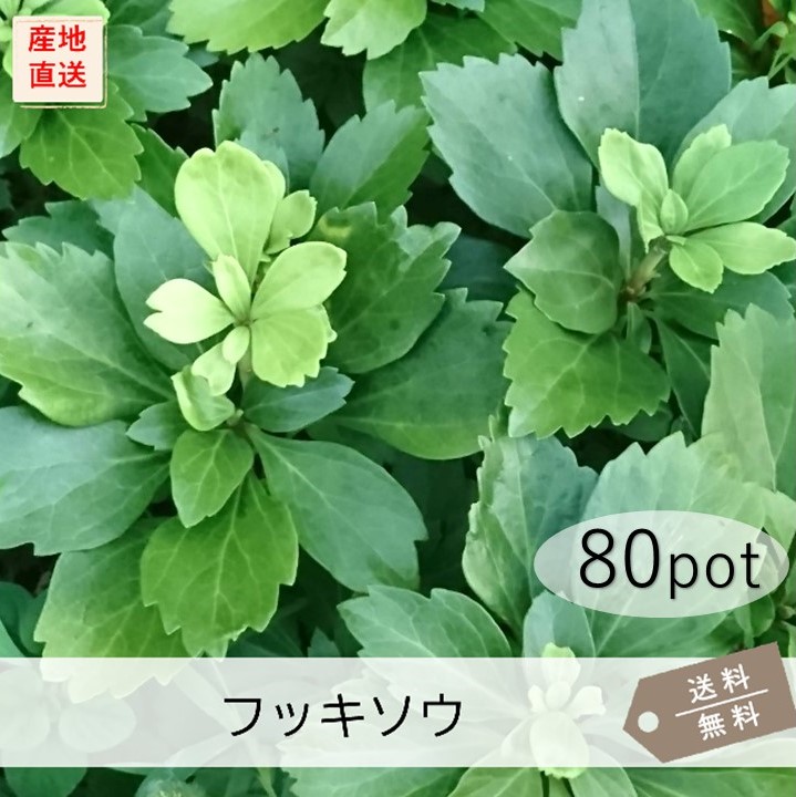フッキソウ80Potセット（送料無料）グランドカバー　苗　常緑　下草　日陰　イングリッシュガーデン　寄せ植え　ガーデニング｜お台場ガーデンクラブ