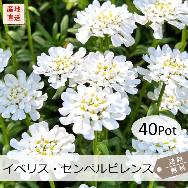 宿根イベリス（イベリス・センペルビレンス）40Potセット （送料無料） 花苗　白花　ガーデニング　寄せ植え　キャンディータフト　宿根草　多年草　グランドカバー　常緑