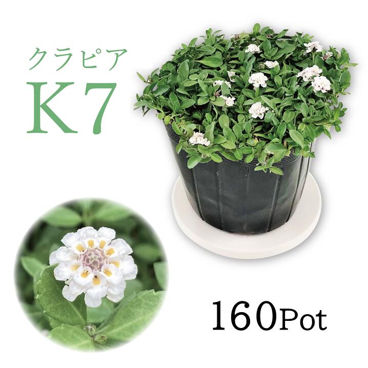 イワダレソウ組みかえる種「クラピア・K7」白花 160Pot書き割り 苗 雑草打つ手 地びた取りまかなう （貨物輸送無料）