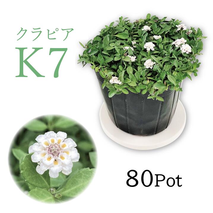 イワダレソウ組みかえる種「クラピア・K7」白花 80Pot書き割り 苗 雑草打つ手 地びた取りまかなう （貨物輸送無料）