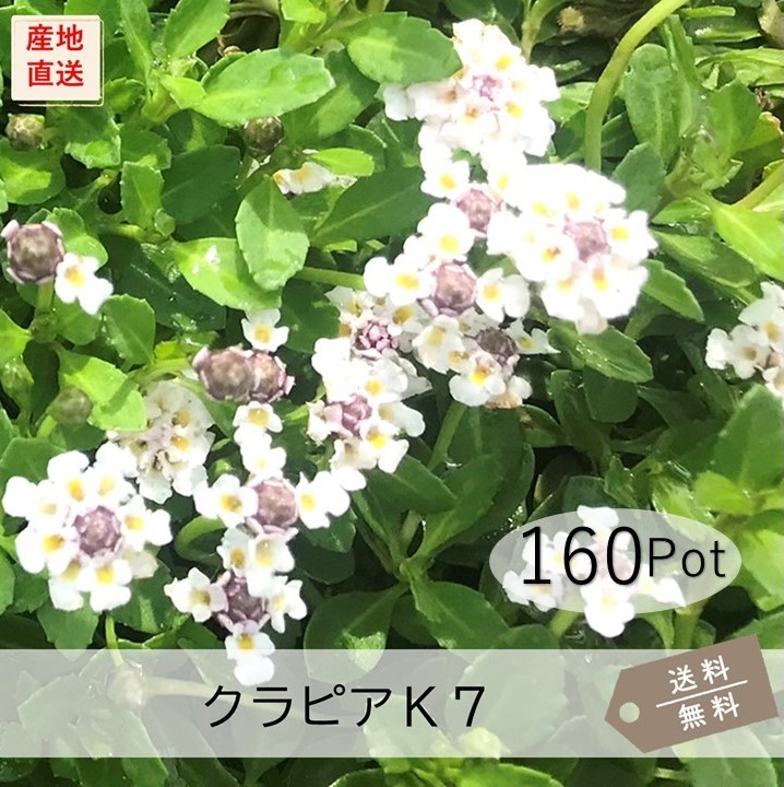 ヒメイワダレソウ・クリーピングタイム 40Potセット(各20Pot