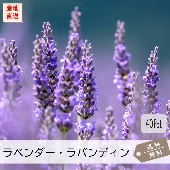 ラベンダー・ラバンジン系40Pot書き割り（貨物輸送無料）薬草 花苗 紫花 ガーデニング 地びた取りまかなう 下草 常緑