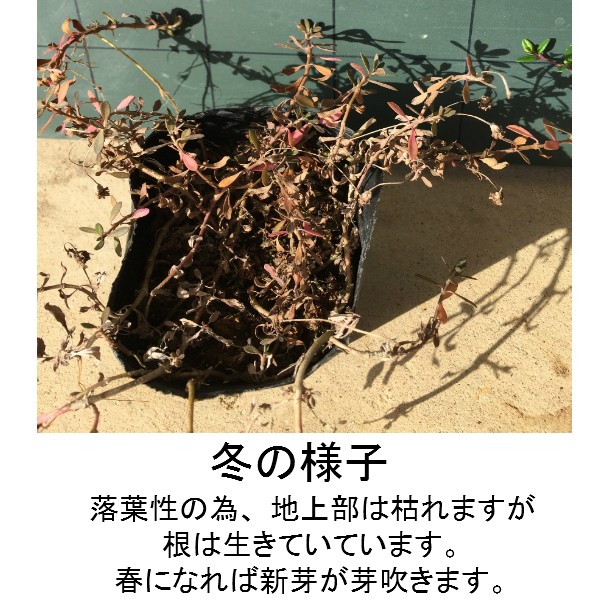 ヒメイワダレソウ クリーピングタイム80potセット 各40pot リピア ロンギカリウス 雑草対策 グランドカバー 苗 ハーブ septicin Com