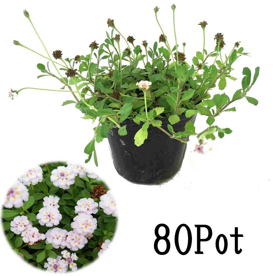 【ヒメイワダレソウ（リピア）80Potセット（98円/Pot・送料無料）花苗 雑草対策 白花 リッピア グランドカバー  宿根草【画像は現状の様子ではありません！】 お台場ガーデンクラブ