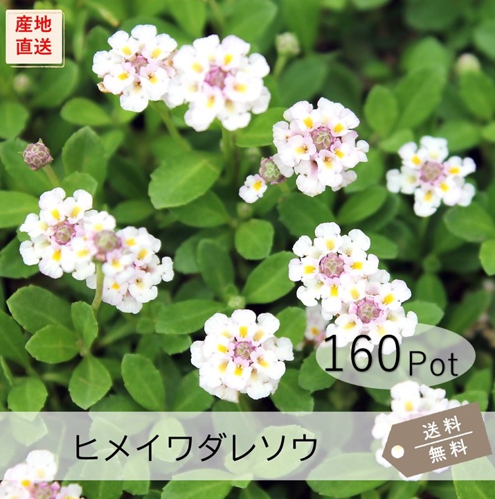 ヒメイワダレソウ（リピア）160Pot書き割り（貨物輸送無料）花苗 雑草打つ手 白花 リッピア 地びた取りまかなう 宿根草\u003cBR\u003e【すがた絵は現況の在りかたではありません！】
