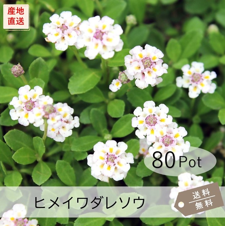 himeiwadaresou-80.jpg