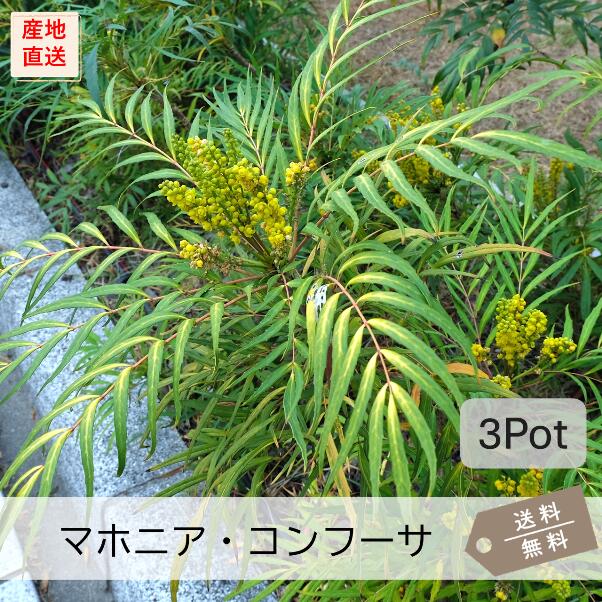 楽天市場】マホニアコンフューサ 苗木 5号 : 千草園芸