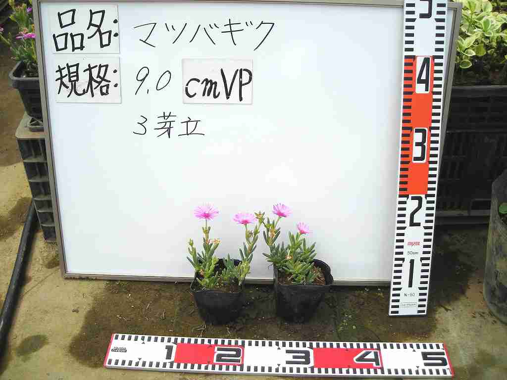 マツバギク40pot揃い 138丸形 Pot 送料無料 花冠コウ 麗晃 最盛期苗 多肉草木 セダム 桃花 常緑 競技場てん補 Cannes Encheres Com