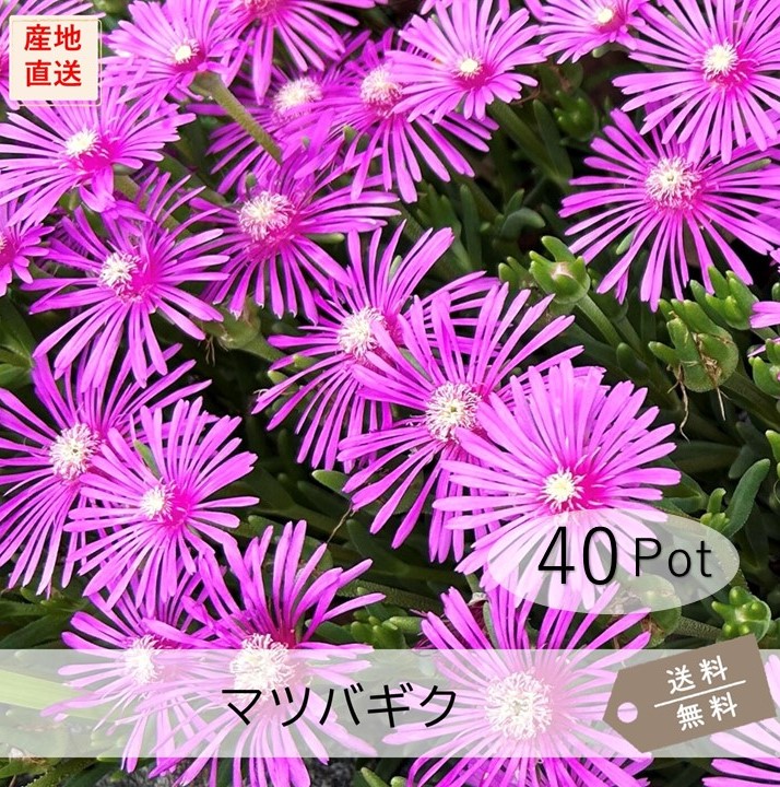 マツバギク40Potセット （送料無料） レイコウ（麗晃）　花苗　多肉植物　セダム　ピンク花　常緑　グランドカバー