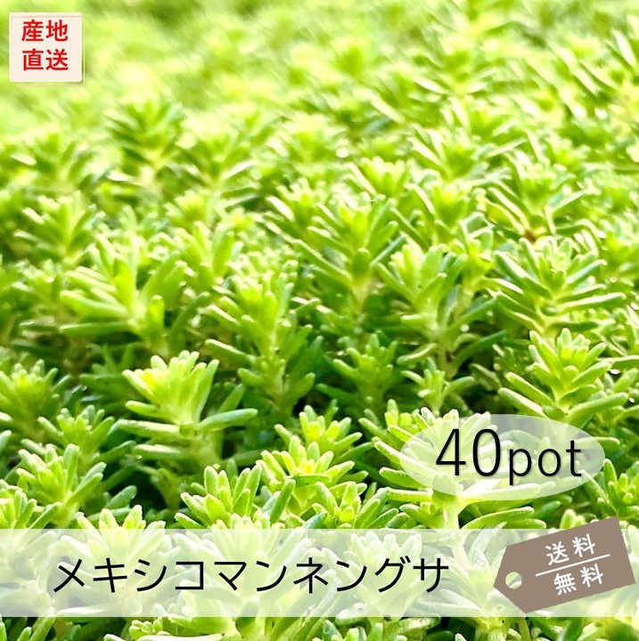 メキシコマンネングサ40Potセット (送料無料) 苗 多肉植物 セダム 黄花 常緑 ガーデニング グランドカバー