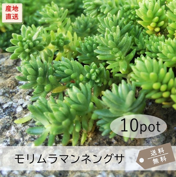 グランドカバーに！六条万年草20パック