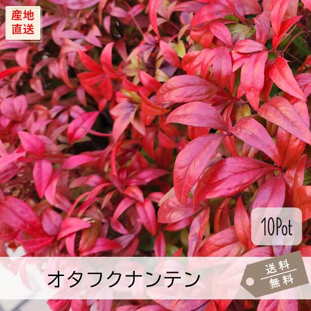 【Legumes】オタフクナンテン　24本 Legumes様専用】オタフクナンテン 24本 - メルカリ