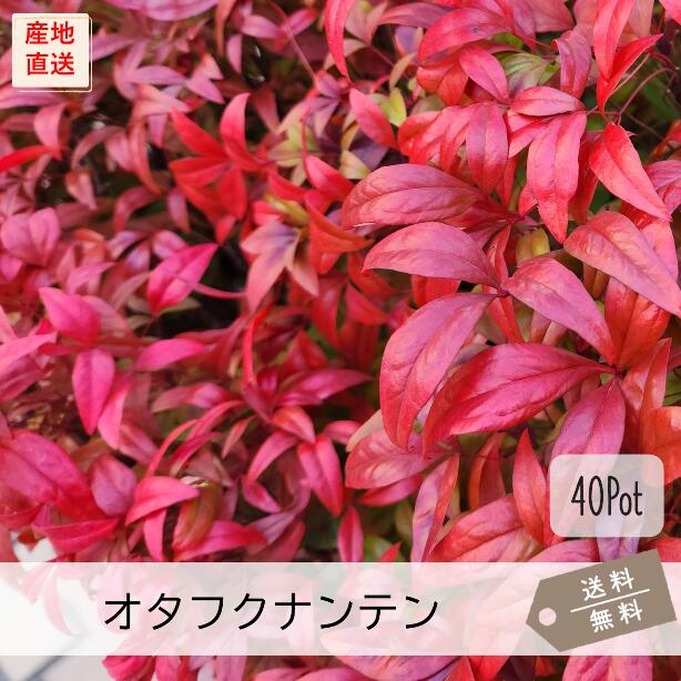 オタフクナンテン40Pot書き割り（貨物輸送無料）お多福南天 苗 かん木 槭樹 赤葉 ガーデニング 競技場取りまかなう 下草 常緑