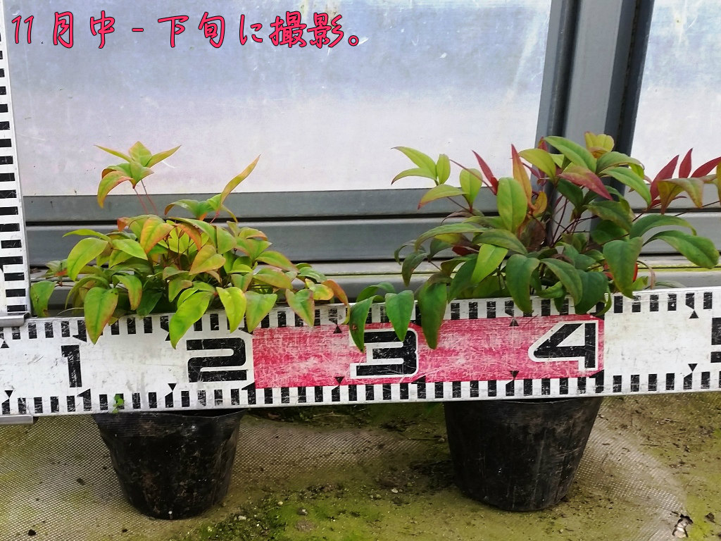 オタフクナンテン40potセット 295円 Pot グランドカバー お多福南天 下草 苗 ガーデニング 送料無料 紅葉 赤葉 常緑 低木