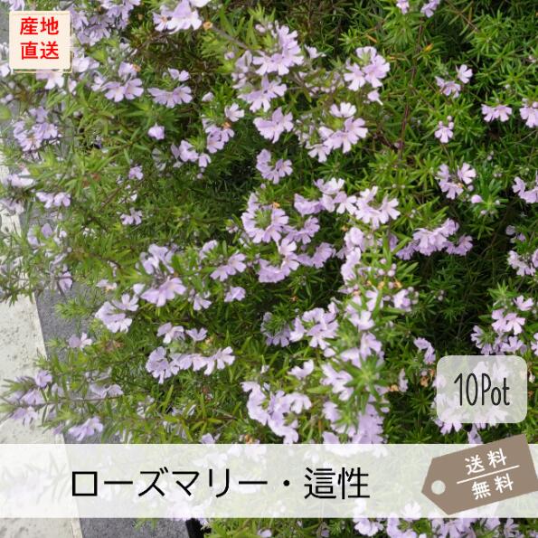2個まとめ買い ローズマリー 楽天市場】ローズマリー （ 這性タイプ ） 9cmポット苗 【 送料