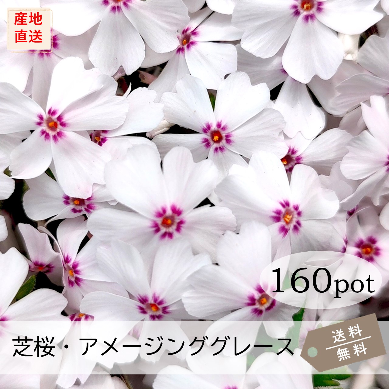 芝桜・アメージンググレース160Potセット(送料無料)シバザクラ 苗 花苗 白 ホワイト 3号ポット 9.0VP ガーデニング 下草 常緑 雑草対策 多年草|お台場ガーデンクラブ