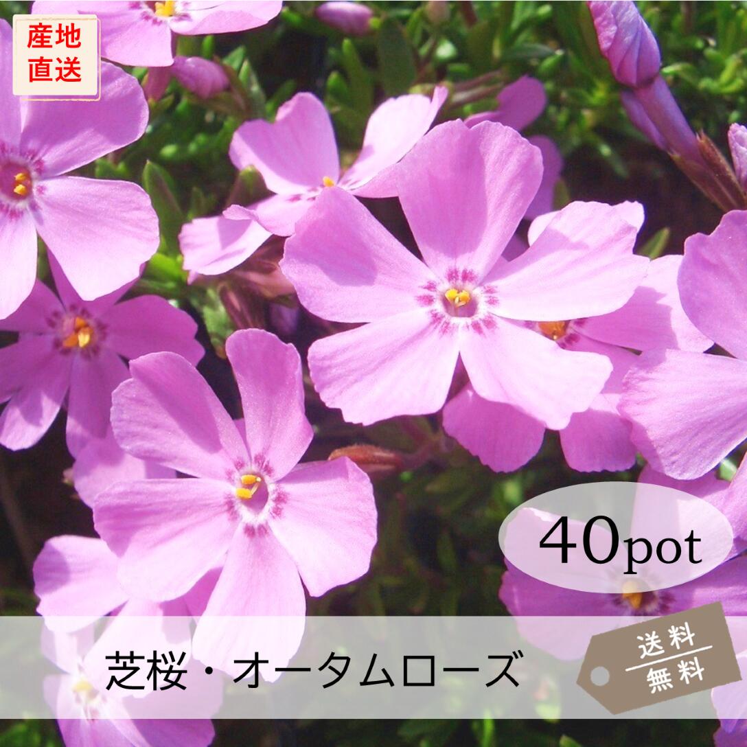楽天市場】[送料無料]芝桜（シバザクラ）：オータムローズ3号