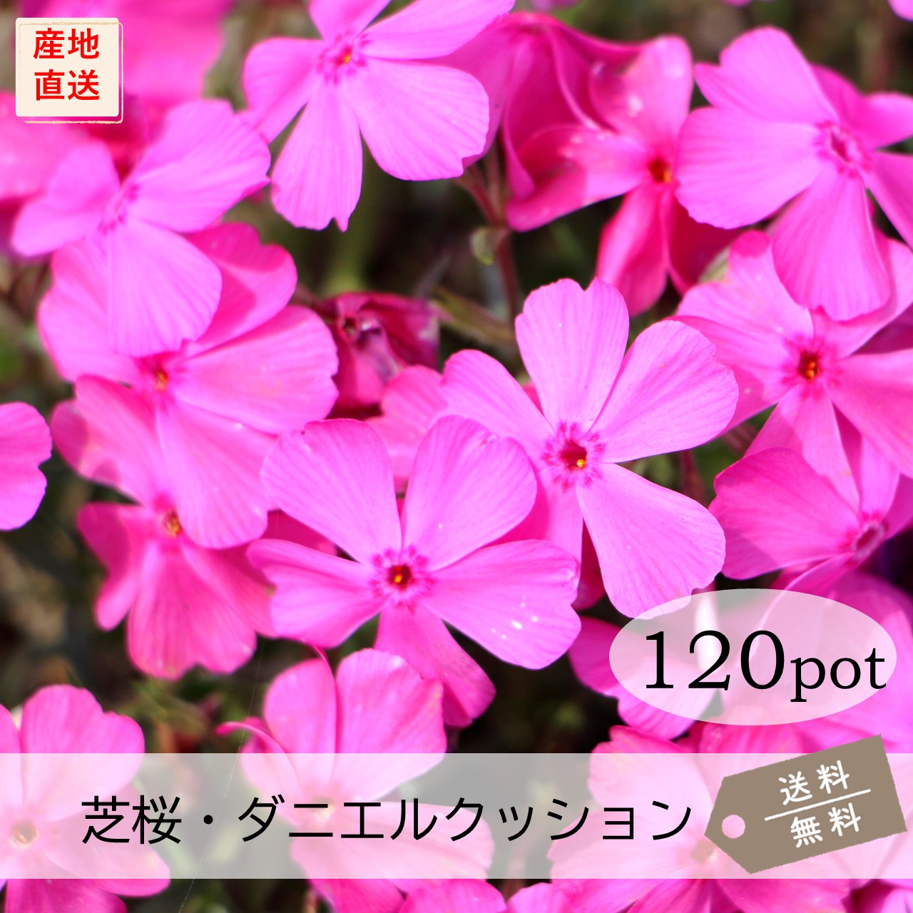 楽天市場】芝桜・ダニエルクッション20Potセット（送料無料
