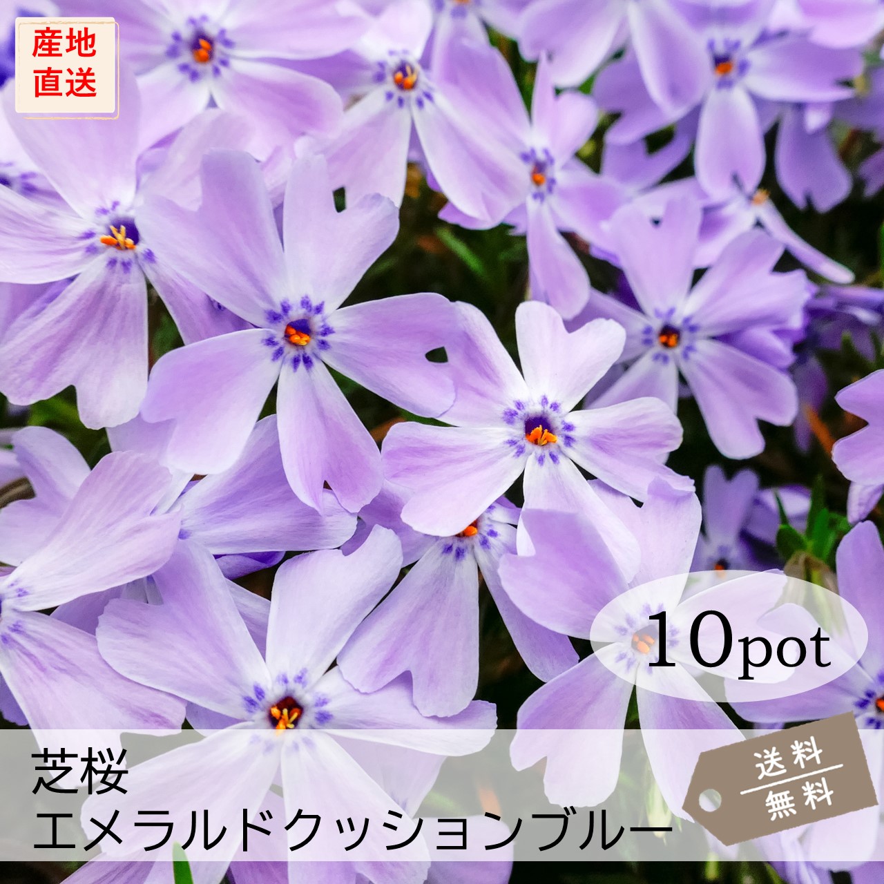 楽天市場】芝桜・エメラルドクッションブルー20Potセット（送料