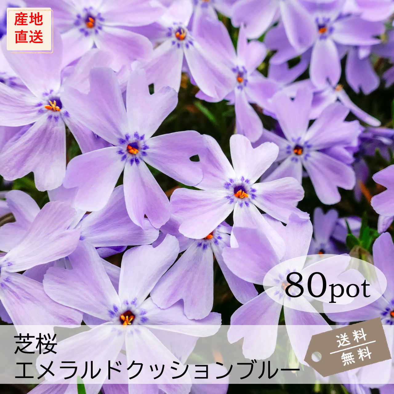 シバザクラ・エメラルドクッションブルー80Potセット （送料無料） 芝桜　花苗　青色　ガーデニング　下草　常緑