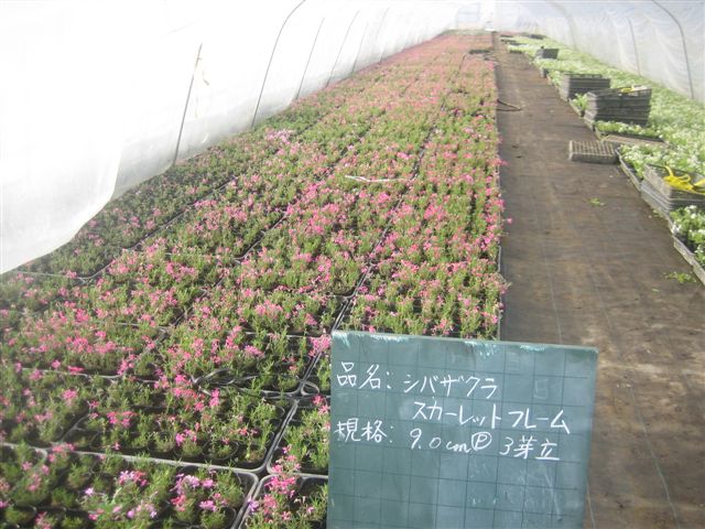 シバザクラ スカーレットフレーム140potセット 93円 Pot 送料無料 芝桜 花苗 赤 ガーデニング 下草 常緑 Clinicalaspalmeras Com