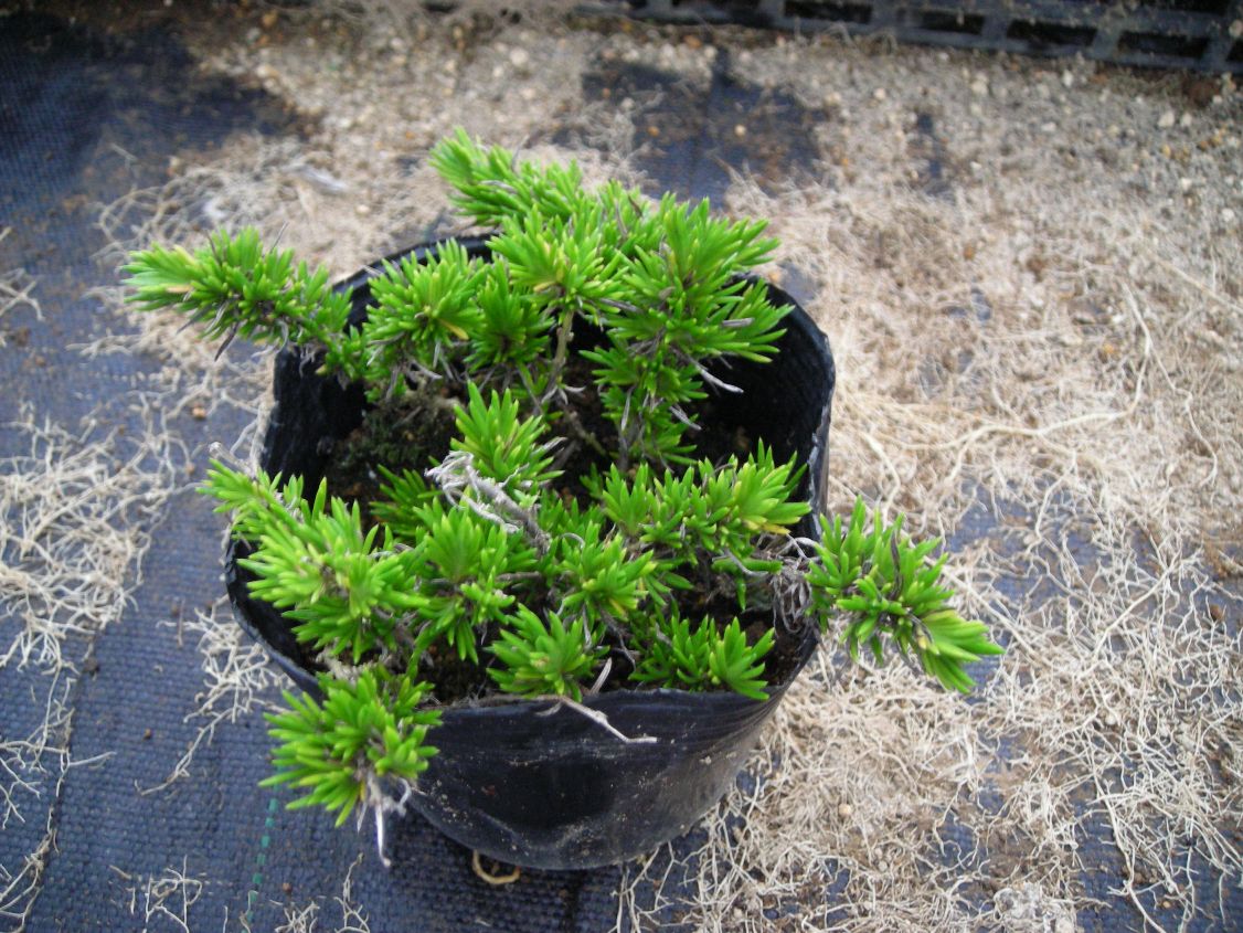 シバザクラ スカーレットフレーム140potセット 93円 Pot 送料無料 芝桜 花苗 赤 ガーデニング 下草 常緑 Clinicalaspalmeras Com