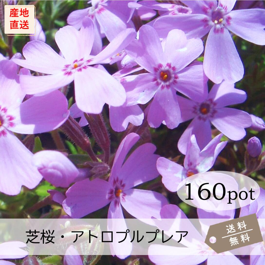 芝桜・アトロプルプレア160Potセット(送料無料)シバザクラ 花苗 薄桃 ピンク ガーデニング 下草 常緑 多年草 庭|お台場ガーデンクラブ